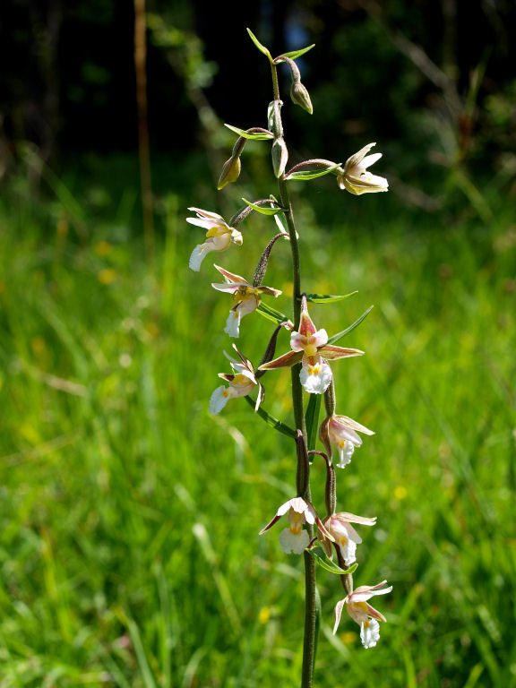 Epipactis palustris